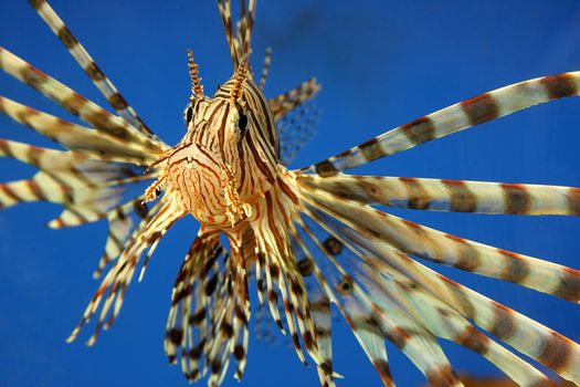 Beautiful tropical small fish in a sea aquarium