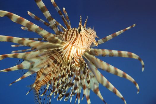 Beautiful tropical small fish in a sea aquarium