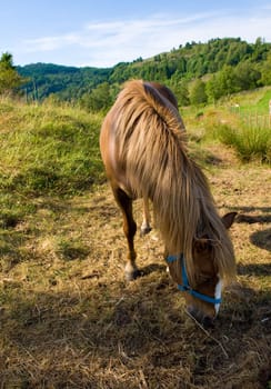 A young horse eating in Norwegian fauna