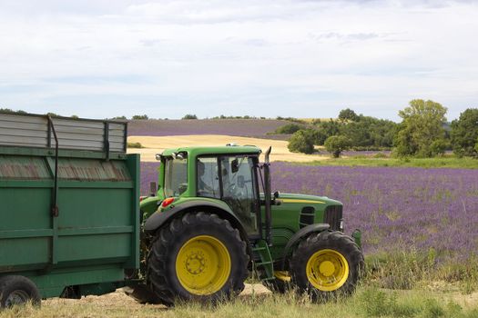 lavender fields provence 