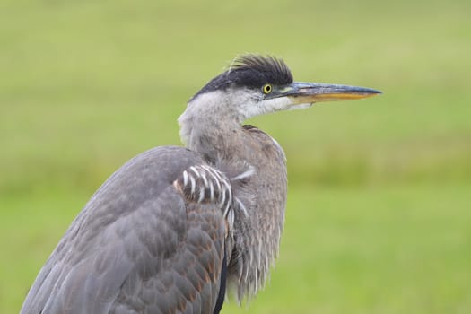 closeup portrait of a Great Heron, green background