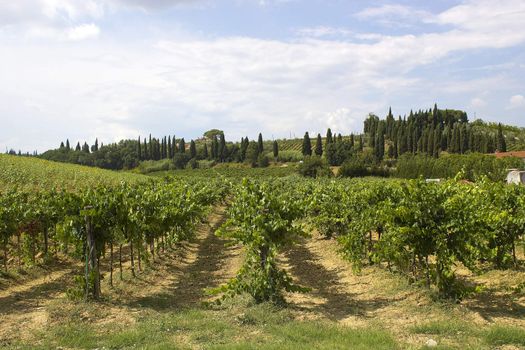 tuscany vineyard