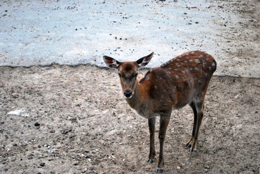 Deer Female Losted In Human's Urban World