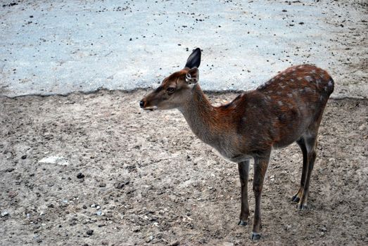 Deer Female Losted In Human's Urban World