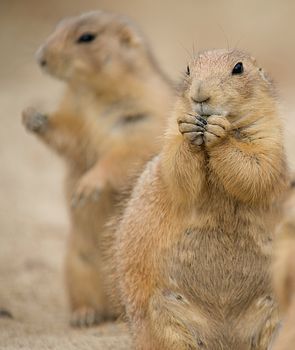 Two Prairie Dogs.  The mammal in the forground is nibbling on some food with his paws up to his mouth.