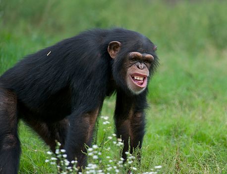 Funny chimpanzee in the grass with a very strange expression on his face