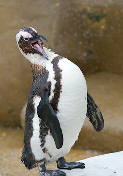 African penguin standing on webbed feet with beak wide open so that you can see the bristles on his tongue.