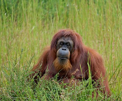 Orangutan sitting in the tall grass.