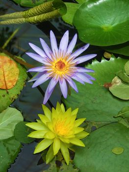 Lilac and yellow water lilies.