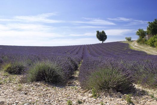 Lavender field in the region of Provence, southern France