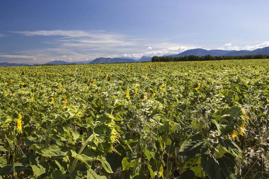 sunflowers field in Provence