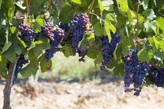 tuscan grapes