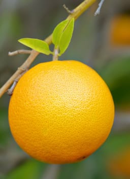 great image of juicy orange on a tree or bush