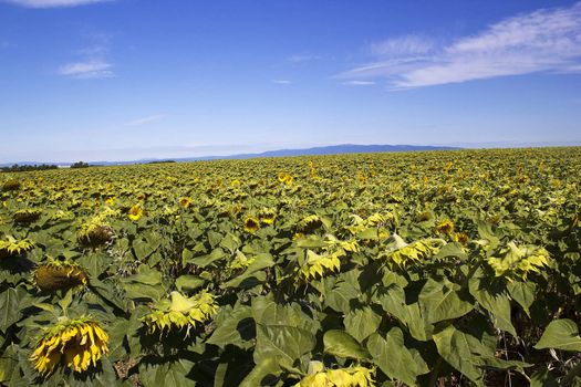 sunflowers field in Provence