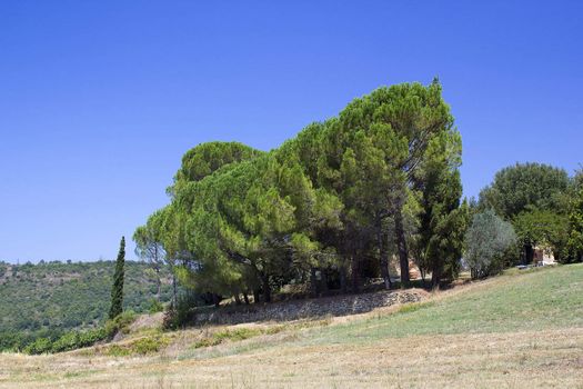 landscape with pine trees in Tuscany