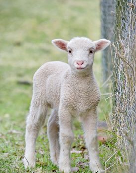 great image of a cute baby lamb on the farm
