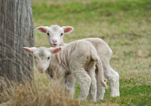 two cute and adorable shy lambs on the farm