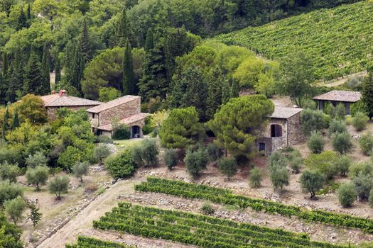 Vineyard in Chianti, Tuscany