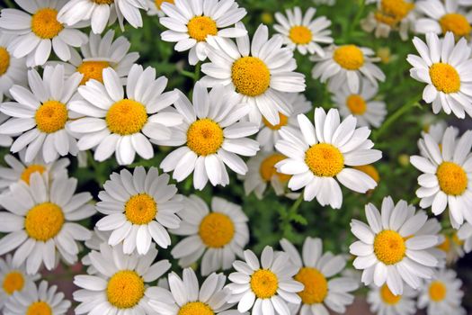 Photo of white daisies as a background.
