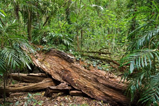 great image ofa fallen log in the rain forest