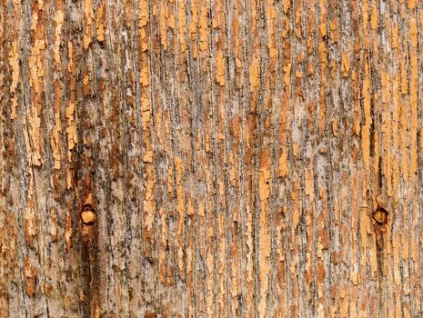 great background texture of old grungy wood