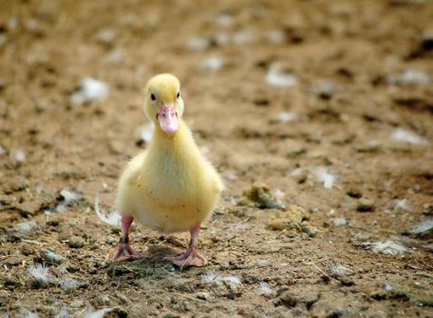 a gorgeous little duckling takes a few steps