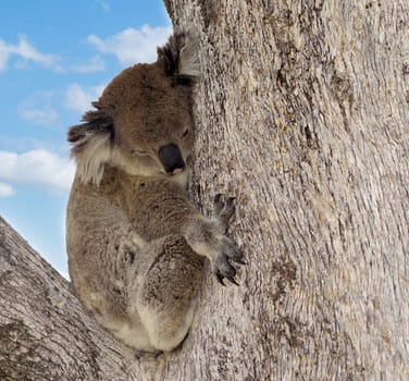 an australian koala sleeps in a huge tree