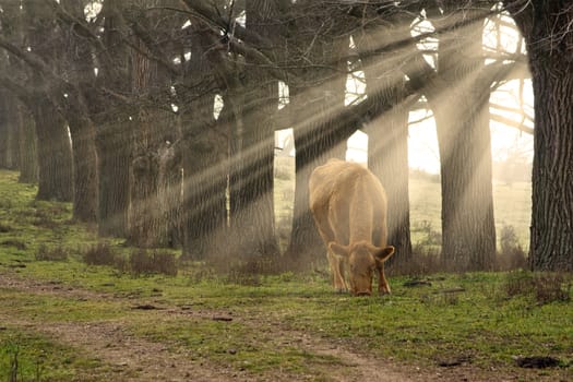 a cow eats grass in the morning with sun rays coming through the trees
