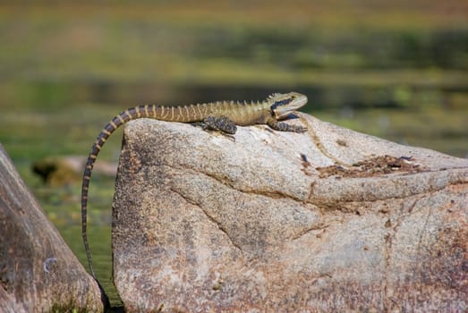 easternwater dragon lizard sits on a rock