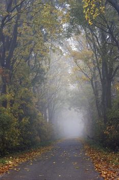 early autumn foggy morning in the park