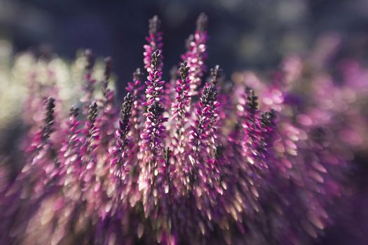 heather, or Calluna vulgaris