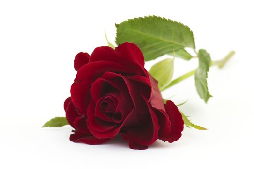 red rose