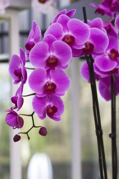 Beautiful purple orchid  - phalaenopsis