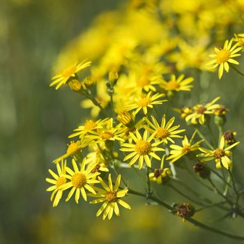 many yellow flowers in the garden