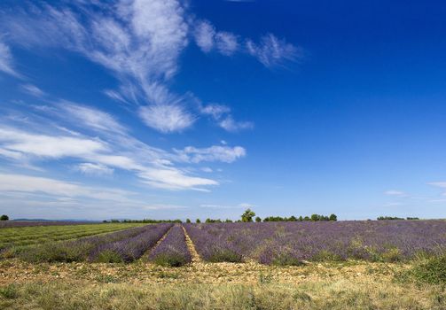 Lavender field in the region of Provence, southern France