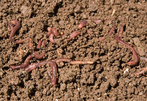 composting or garden worms in the dirt