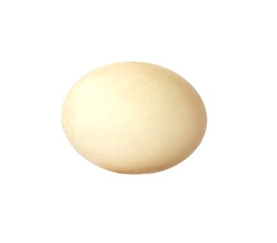Egg of a duck 