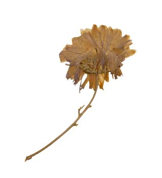 Dry Flower 