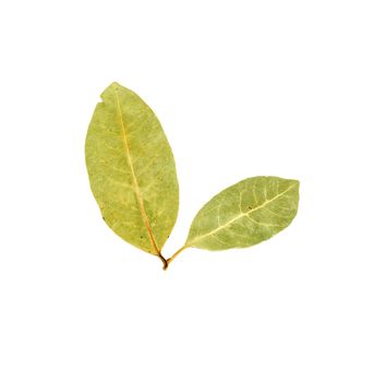 bay leaves 