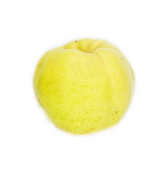 Quince (golden apple) isolated on white background 