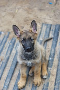 photo of the beautiful puppy of sheep dog