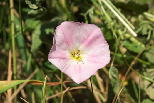 photo of the beautiful bindweed flower in garden