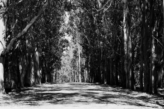 Infinite road in a park on a sunny day.