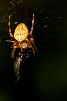 European Garden Spider with catched fly as a prey in web