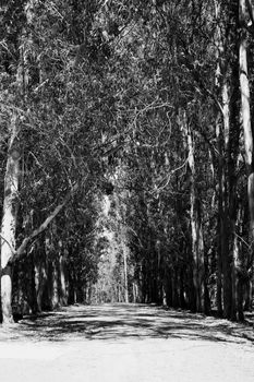 Infinite road in a park on a sunny day.