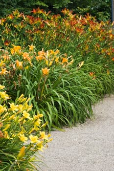 Big groups of blooming day lilies in the garden in summer-vertical image