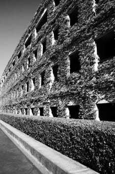 Close up of the ivy covered building.