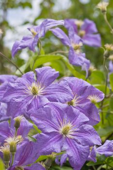 Flowers lilac-blue clematis Prince Charles blooming in summer