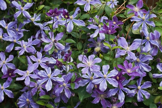 Blue clematis flowers in garden on a wall in summer