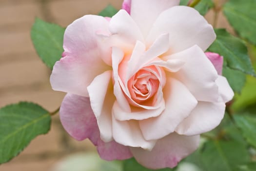 Soft pink rose blooming in the garden in summer